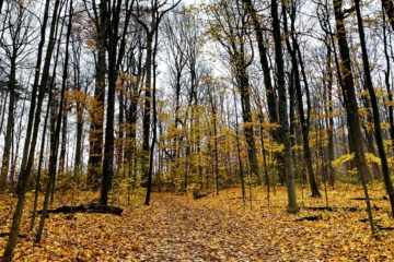 A picture of the leaves fallen on the trail at Sugarbush Mills Heritage Park.